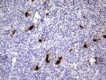 S100A9 Antibody in Immunohistochemistry (Paraffin) (IHC (P))