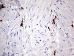 S100A9 Antibody in Immunohistochemistry (Paraffin) (IHC (P))