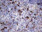 S100A9 Antibody in Immunohistochemistry (Paraffin) (IHC (P))