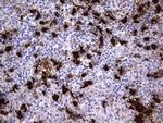 S100A9 Antibody in Immunohistochemistry (Paraffin) (IHC (P))