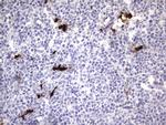 S100A9 Antibody in Immunohistochemistry (Paraffin) (IHC (P))