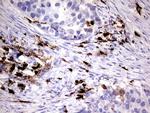 S100A9 Antibody in Immunohistochemistry (Paraffin) (IHC (P))