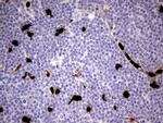 S100A9 Antibody in Immunohistochemistry (Paraffin) (IHC (P))