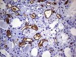 S100A9 Antibody in Immunohistochemistry (Paraffin) (IHC (P))