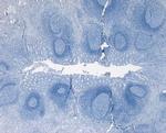 Calprotectin Antibody in Immunohistochemistry (Paraffin) (IHC (P))