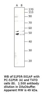 EDG8 Polyclonal Antibody