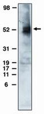 EDG6 Monoclonal Antibody (1)