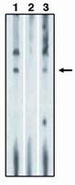S1P1 Antibody in Western Blot (WB)