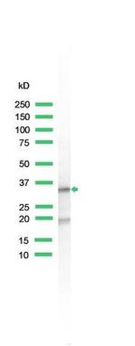 S6 Antibody in Western Blot (WB)
