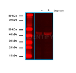 Mouse IgG, (H+L) SRM Secondary Antibody in Western Blot (WB)