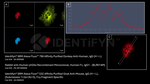 Human, IgG (H+L) SRM Secondary Antibody in Immunocytochemistry (ICC/IF)