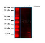 Human, IgG (H+L) SRM Secondary Antibody in Western Blot (WB)
