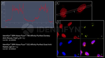 Mouse IgG, (H+L) SRM Secondary Antibody in Immunocytochemistry (ICC/IF)