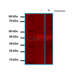 Mouse IgG, (H+L) SRM Secondary Antibody in Western Blot (WB)