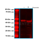 Mouse IgG, (H+L) SRM Secondary Antibody in Western Blot (WB)