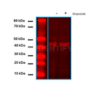 Rabbit IgG, (H+L) SRM Secondary Antibody in Western Blot (WB)
