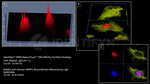 Rabbit IgG, (H+L) SRM Secondary Antibody in Immunocytochemistry (ICC/IF)