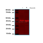 Rabbit IgG, (H+L) SRM Secondary Antibody in Western Blot (WB)