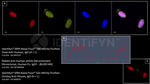 Human, IgG (H+L) SRM Secondary Antibody in Immunocytochemistry (ICC/IF)