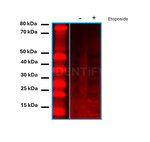 Human, IgG (H+L) SRM Secondary Antibody in Western Blot (WB)