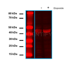 Mouse IgG, (H+L) SRM Secondary Antibody in Western Blot (WB)