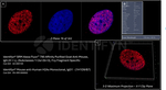 Goat anti-Mouse, IgG (H+L) SRM Identifyn™ Secondary Antibody, Alexa Fluor™ 790