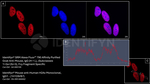 Mouse, IgG (H+L) SRM Secondary Antibody in Immunocytochemistry (ICC/IF)