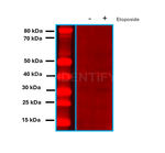 Mouse, IgG (H+L) SRM Secondary Antibody in Western Blot (WB)