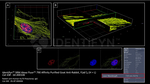 Rabbit IgG, (H+L) SRM Secondary Antibody in Immunocytochemistry (ICC/IF)