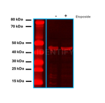 Rabbit IgG, (H+L) SRM Secondary Antibody in Western Blot (WB)
