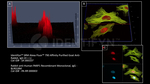 Rabbit IgG, (H+L) SRM Secondary Antibody in Immunocytochemistry (ICC/IF)