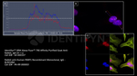 Rabbit IgG, (H+L) SRM Secondary Antibody in Immunocytochemistry (ICC/IF)
