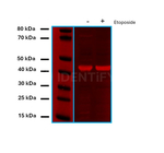 Rabbit IgG, (H+L) SRM Secondary Antibody in Western Blot (WB)