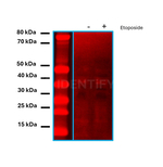 Rat, IgG (H+L) SRM Secondary Antibody in Western Blot (WB)