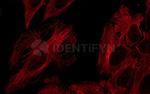 Mouse, IgG (H+L), (Subclasses 1+2a+2b+3), Fcy Fragment Specific SRM Secondary Antibody in Immunocytochemistry (ICC/IF)
