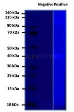 Mouse, IgG (H+L), (Subclasses 1+2a+2b+3), Fcy Fragment Specific SRM Secondary Antibody in Western Blot (WB)
