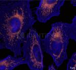 Rabbit IgG, (H+L) SRM Secondary Antibody in Immunocytochemistry (ICC/IF)