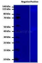 Rabbit IgG, (H+L) SRM Secondary Antibody in Western Blot (WB)