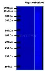 Human IgG, (H+L) SRM Secondary Antibody in Western Blot (WB)
