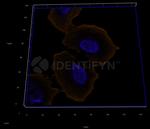 Mouse, IgG (H+L) SRM Secondary Antibody in Immunocytochemistry (ICC/IF)