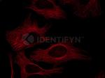 Mouse, IgG (H+L) SRM Secondary Antibody in Immunocytochemistry (ICC/IF)