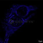 Mouse, IgG (H+L) SRM Secondary Antibody in Immunocytochemistry (ICC/IF)