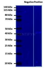 Mouse, IgG (H+L) SRM Secondary Antibody in Western Blot (WB)