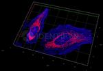 Rabbit IgG, (H+L) SRM Secondary Antibody in Immunocytochemistry (ICC/IF)