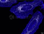 Rabbit IgG, (H+L) SRM Secondary Antibody in Immunocytochemistry (ICC/IF)