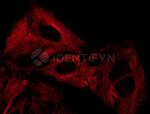 Rabbit IgG, (H+L) SRM Secondary Antibody in Immunocytochemistry (ICC/IF)
