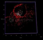 Rabbit IgG, (H+L) SRM Secondary Antibody in Immunocytochemistry (ICC/IF)
