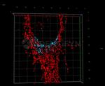 Rabbit IgG, (H+L) SRM Secondary Antibody in Immunocytochemistry (ICC/IF)