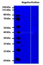 Rabbit IgG, (H+L) SRM Secondary Antibody in Western Blot (WB)