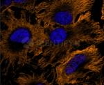 Human, IgG (H+L) SRM Secondary Antibody in Immunocytochemistry (ICC/IF)